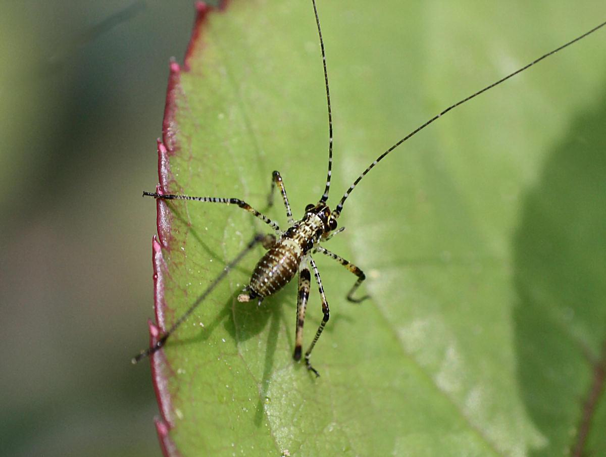 piccolo neanide da identificare